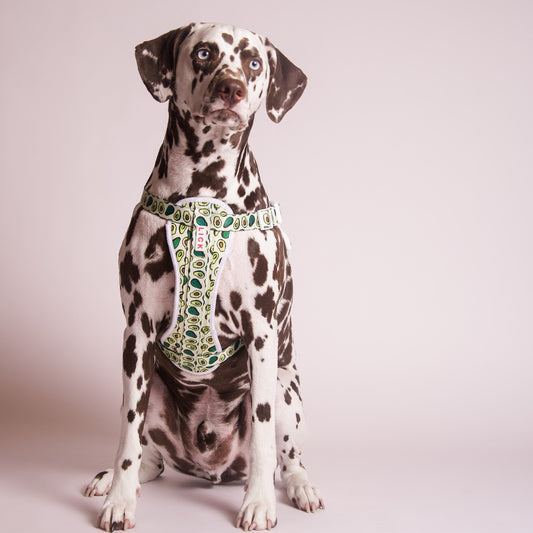 Choosing the Right Dog Food: Understanding Labels and Ingredients