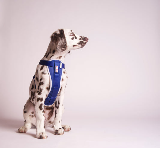 25 Most Famous Dogs (Pros & Cons) - LICK