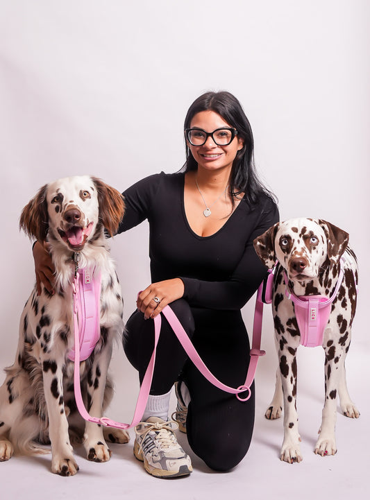 6 Fruits Your Dogs can Eat