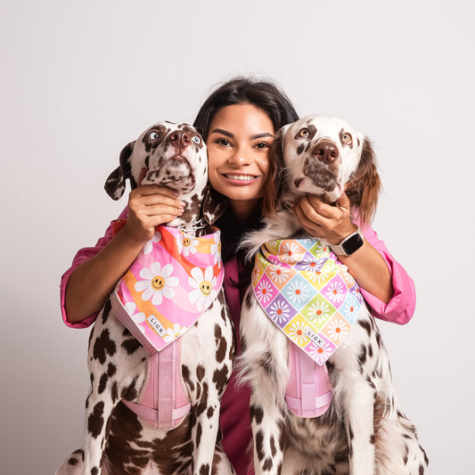 two dalmatians from puerto rico