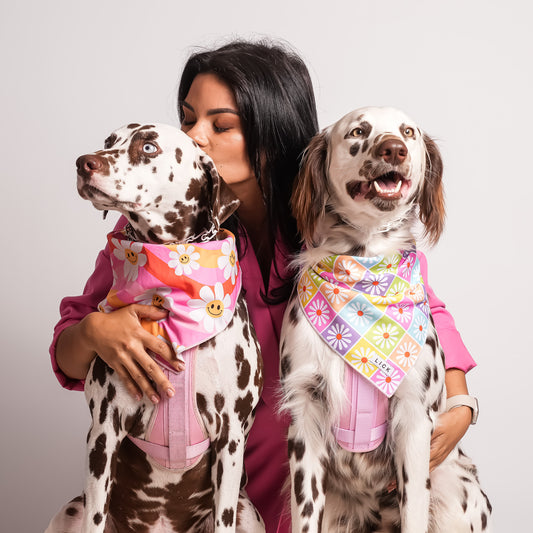 Are You Ready To Own a Dog? - LICK