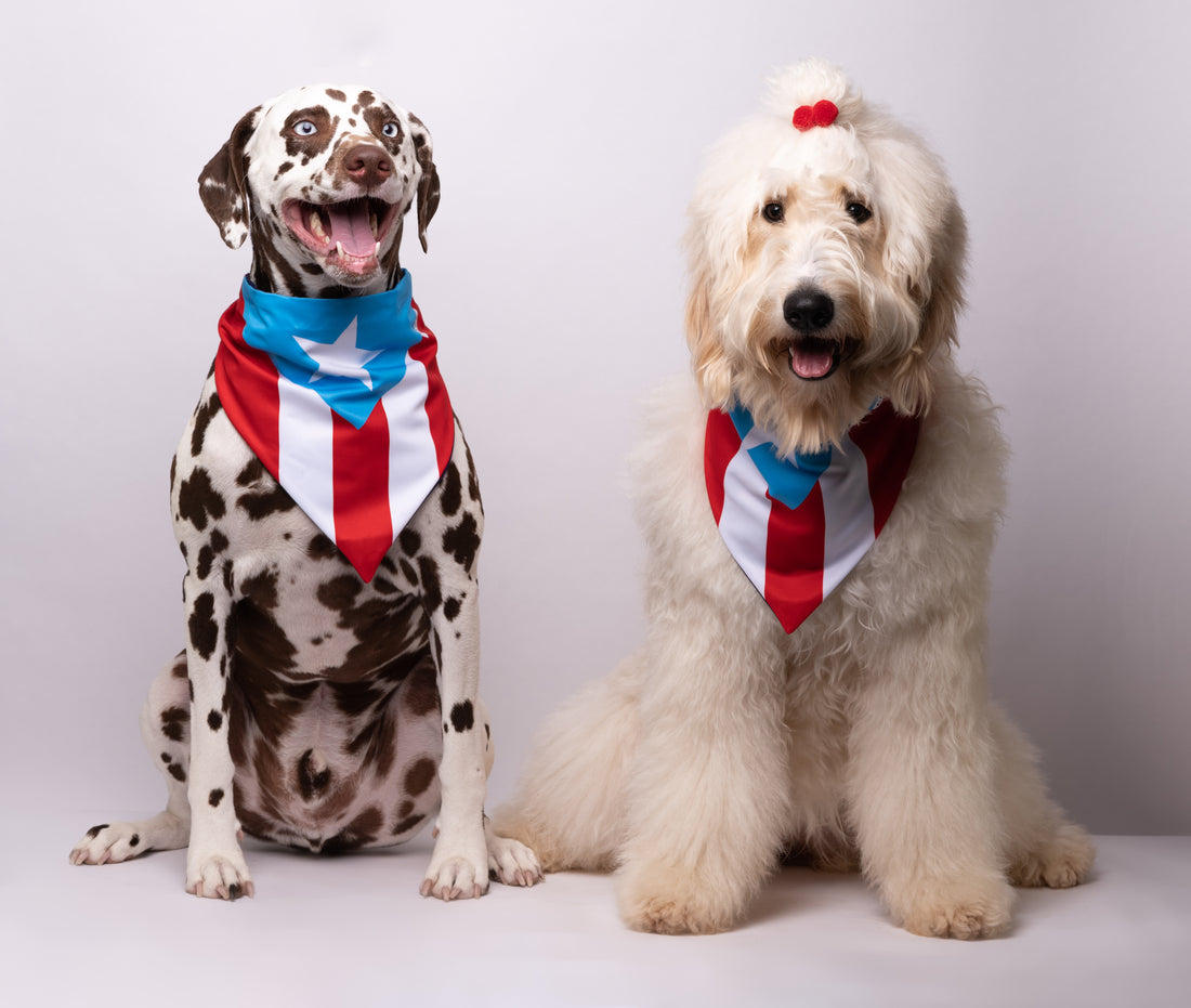 Should You Create Your Dog A TikTok?