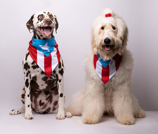 Should You Create Your Dog A TikTok?