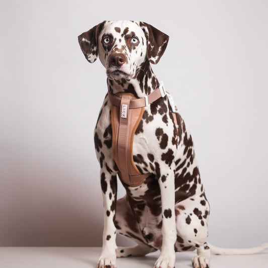 The Pros and Cons of Raw Feeding for Dog