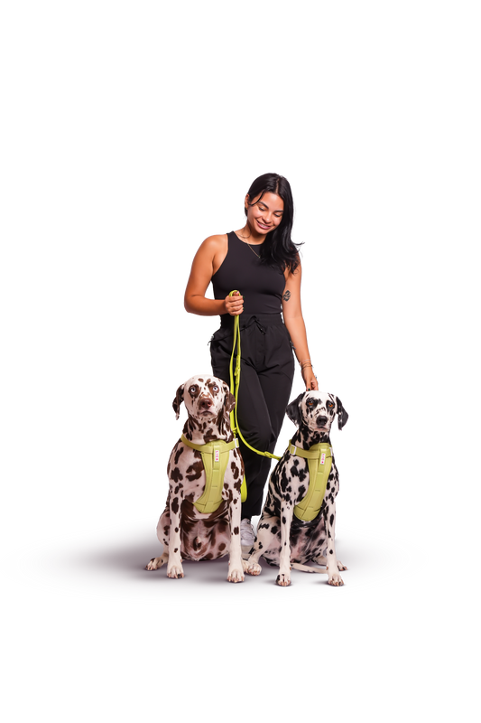 5 Reasons You Should Walk Your Dog