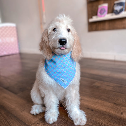 How To Keep Your Pup Safe During Summer Time? 2021 Edition