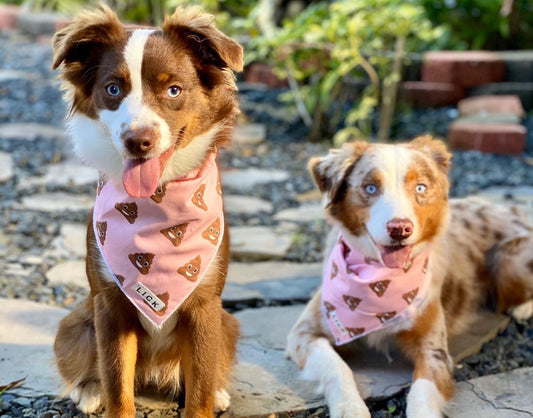 The LICKER Guide On How To Create A Pet Instagram Account