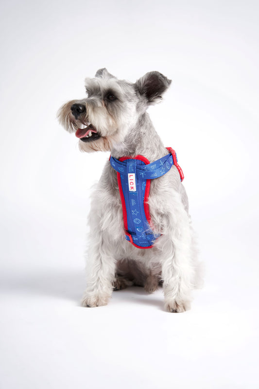 5 Places to Visit with Your Dog in Puerto Rico