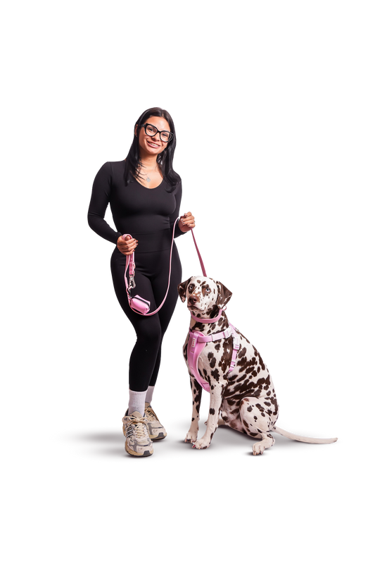 How To Travel With Your Service Dog? - LICK