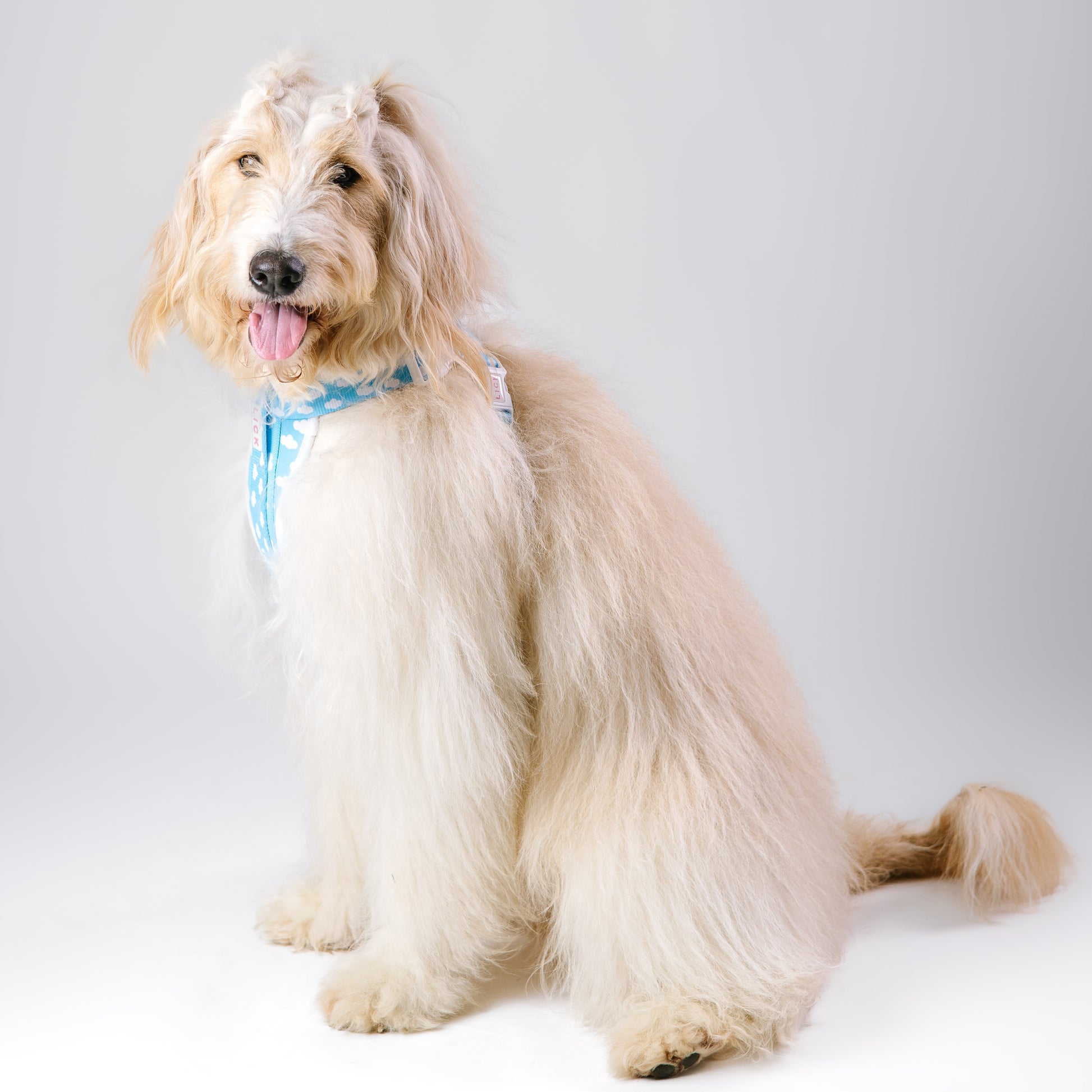 CLOUDS HARNESS - LICKco