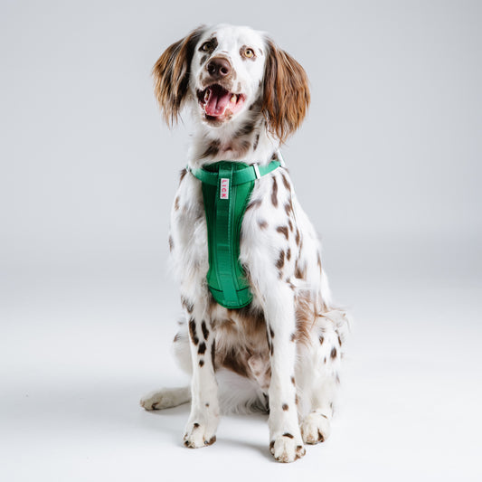 FETCH HARNESS