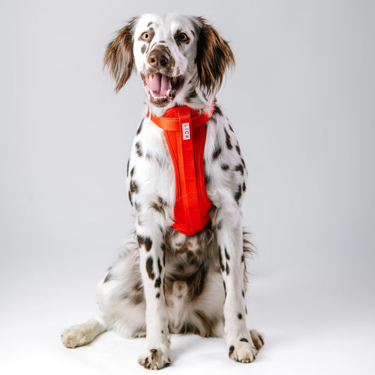 FERRARI RED HARNESS