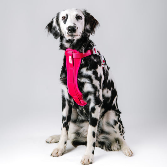 HOT PINK HARNESS