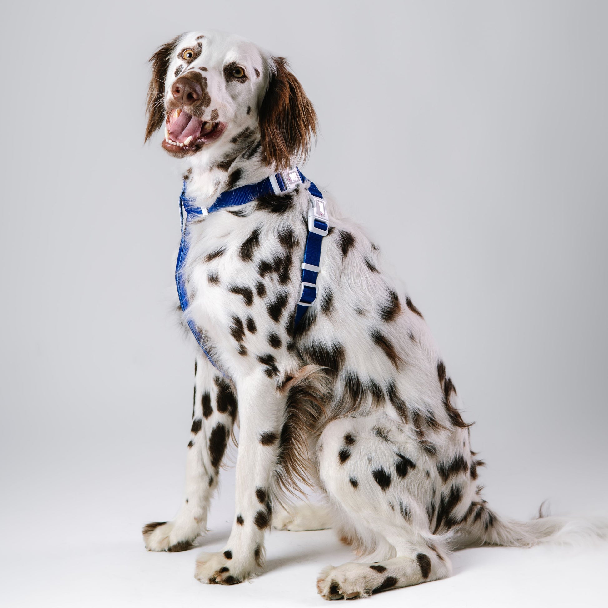 ÍNDIGO HARNESS - LICKco