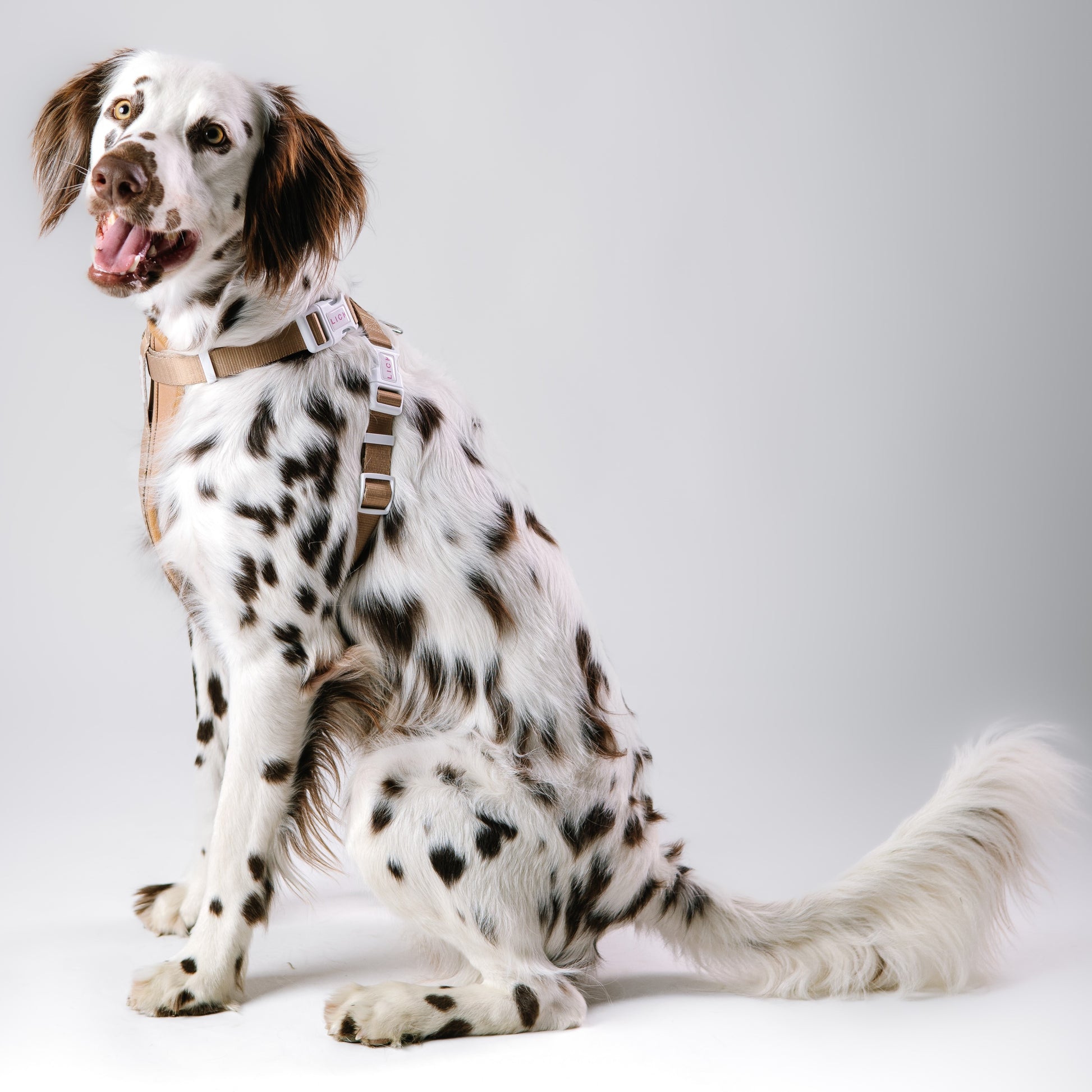 LATTE HARNESS - LICKco