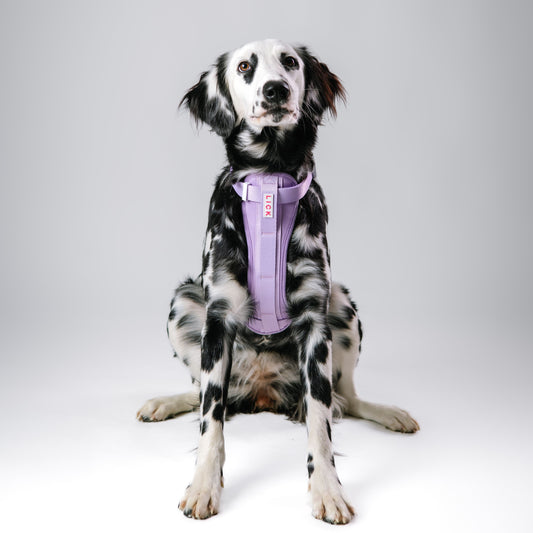 CLASSIC LILAC HARNESS - LICKco