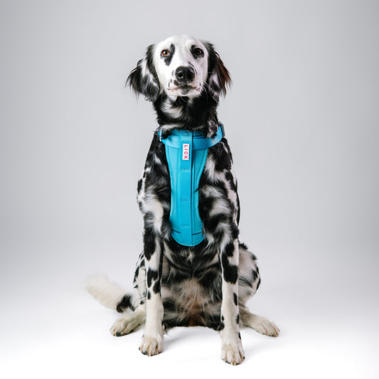 PACIFIC BLUE HARNESS - LICKco