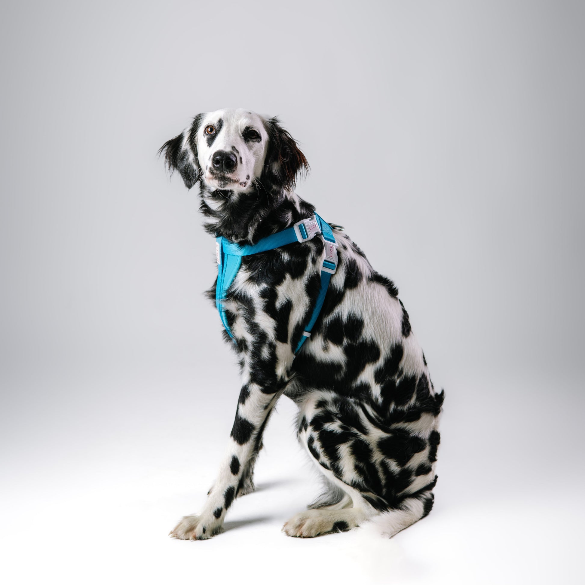 PACIFIC BLUE HARNESS - LICKco