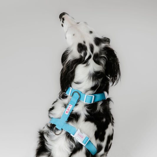 PACIFIC BLUE LIFESTYLE HARNESS