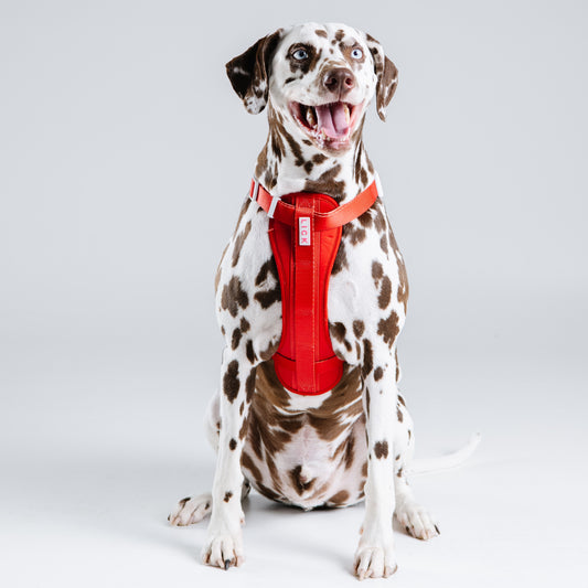 RED VELVET HARNESS