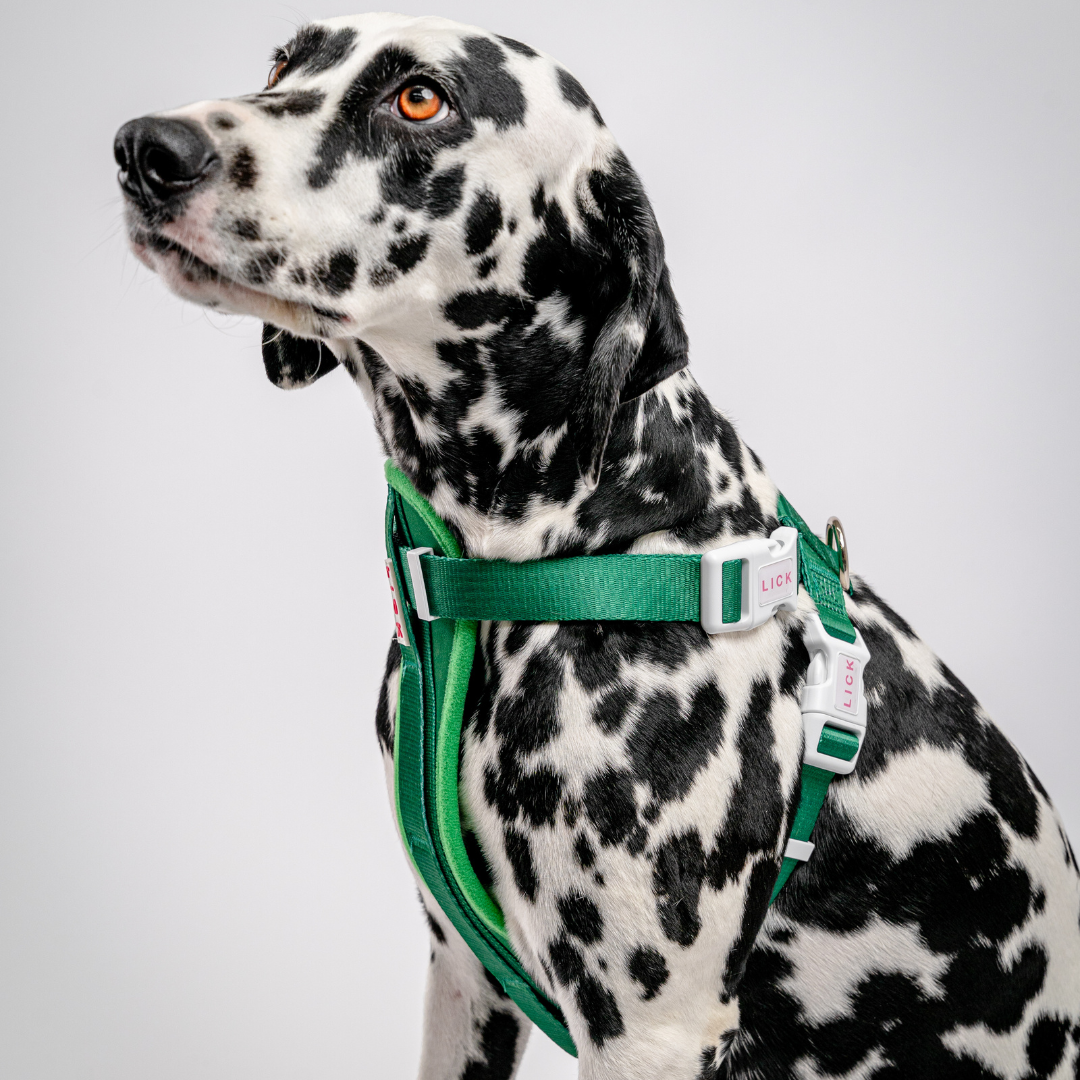 OLYMPIA HARNESS - LICKco