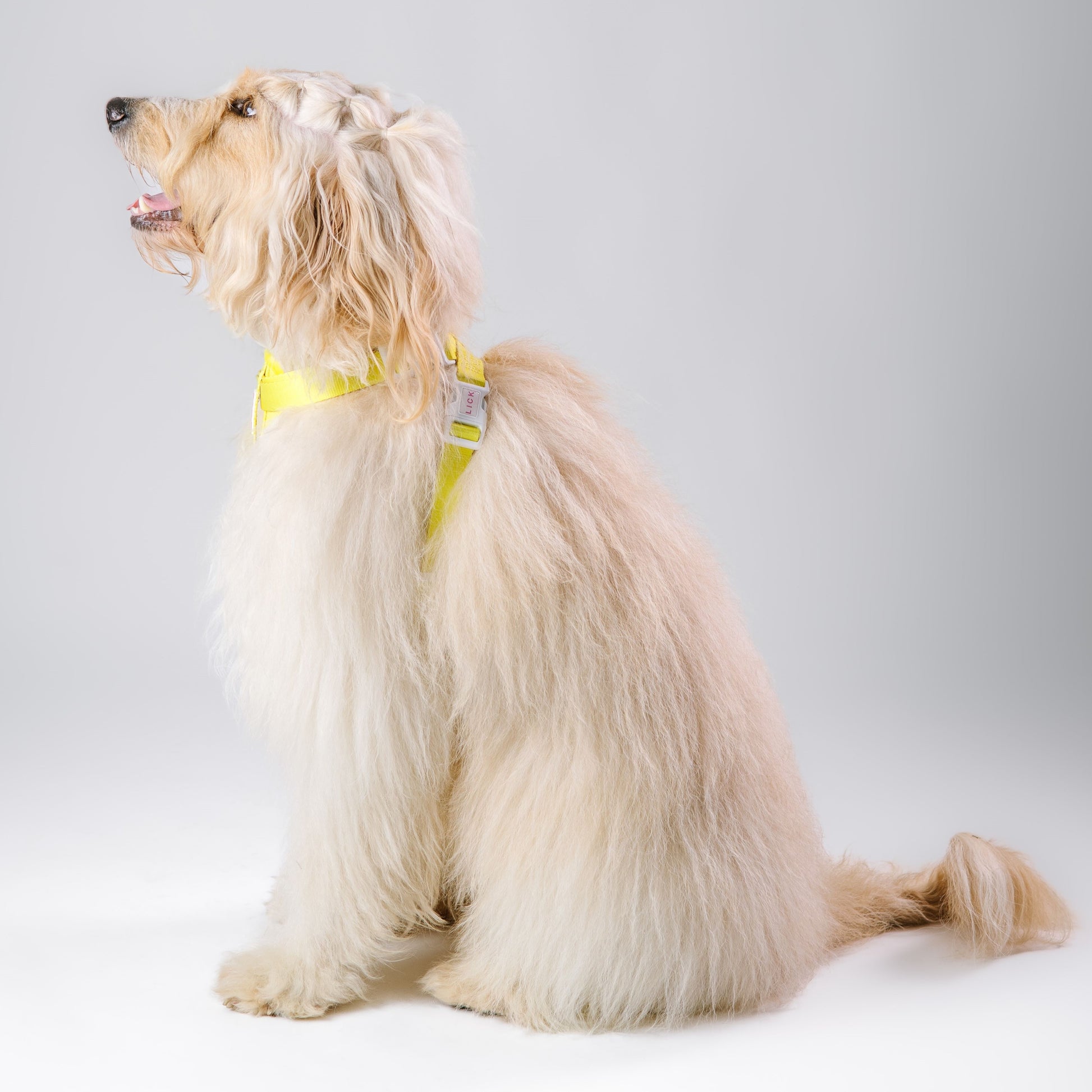 YELLOW GOLD HARNESS - LICKco