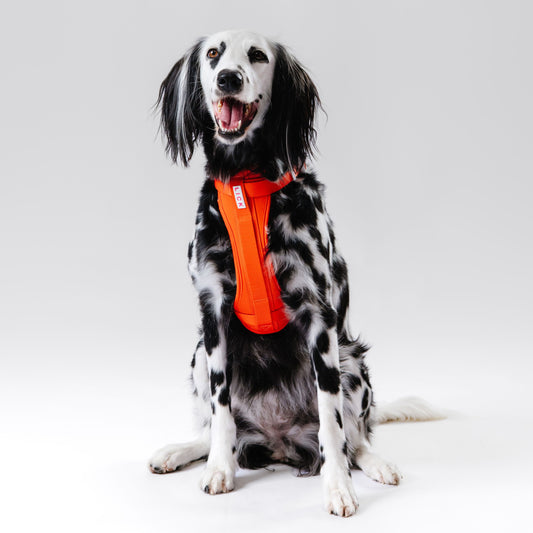 GOLDEN HOUR HARNESS - LICKco