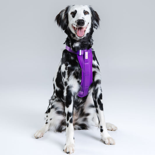 MARDI GRAS HARNESS