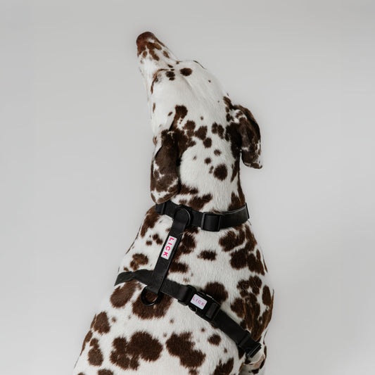 ONYX LIFESTYLE HARNESS