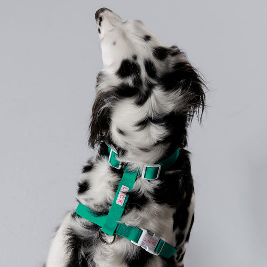 TROPICAL TEAL LIFESTYLE HARNESS