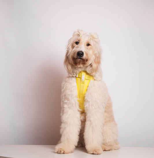 Dog Collar or Harness? Here's Our Recommendation - LICK