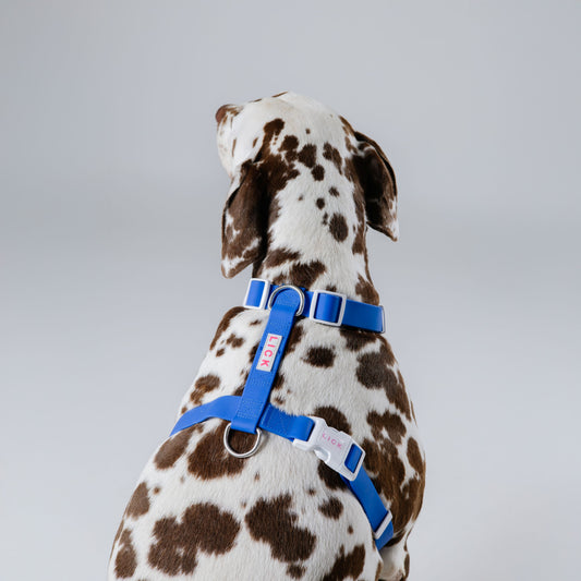 AZURE LIFESTYLE HARNESS