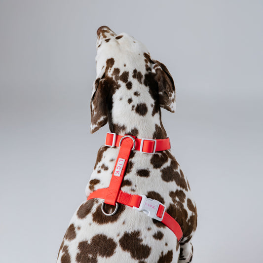 FERRARI RED LIFESTYLE HARNESS
