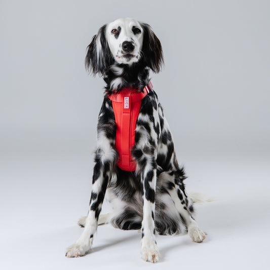 FIERY CORAL HARNESS