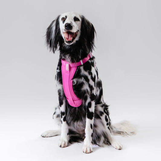 LICK HARNESS - LICKco