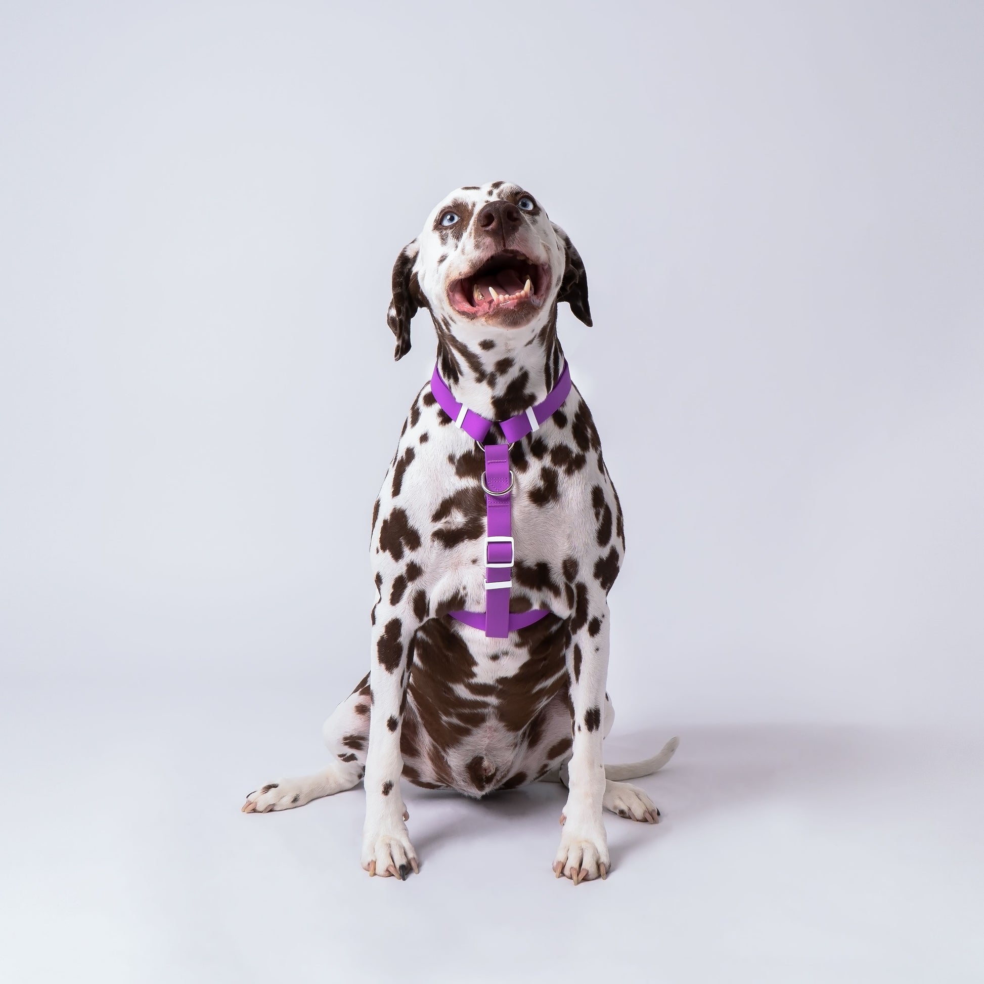MARDI GRAS LIFESTYLE HARNESS - LICKco