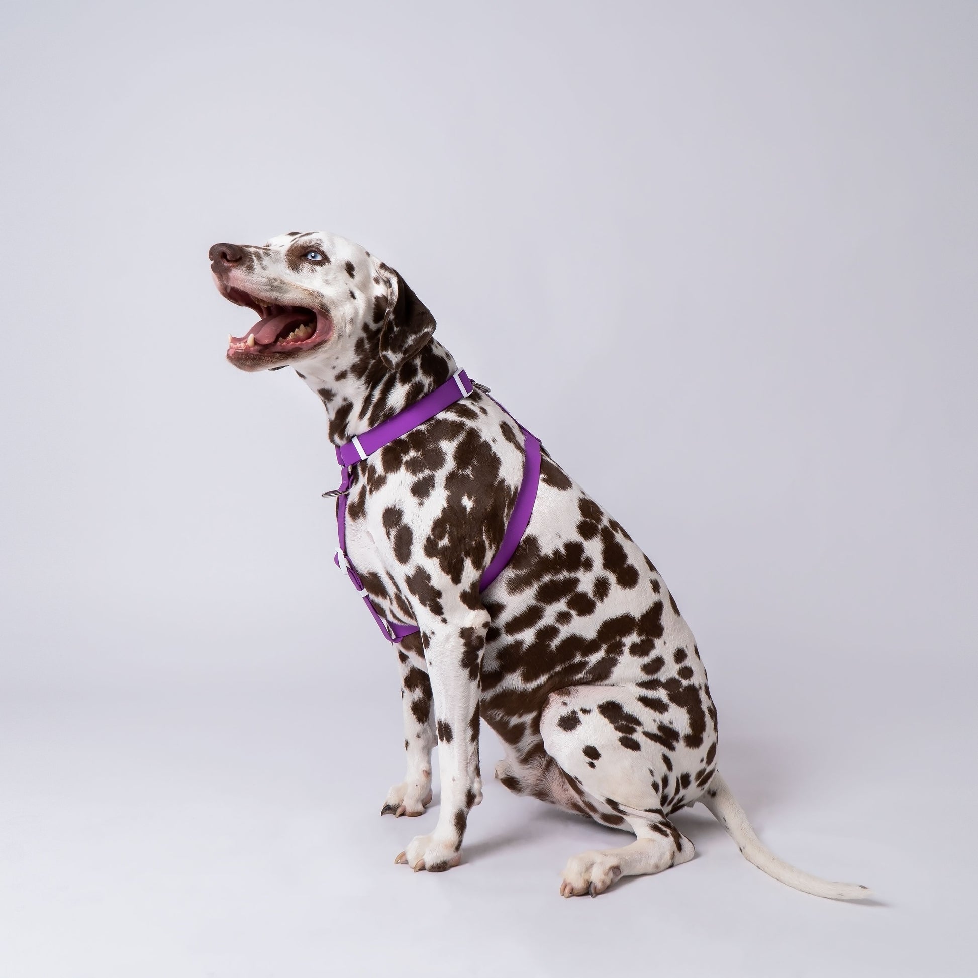 MARDI GRAS LIFESTYLE HARNESS - LICKco