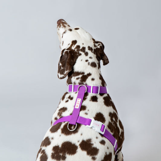 MARDI GRAS LIFESTYLE HARNESS