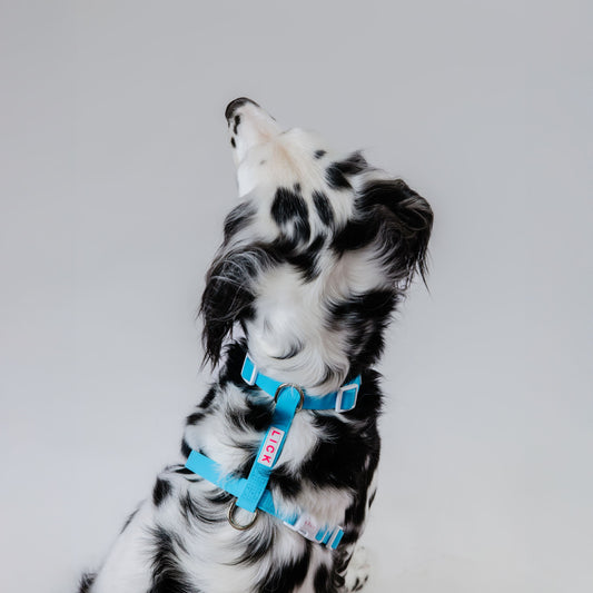 PACIFIC BLUE LIFESTYLE HARNESS