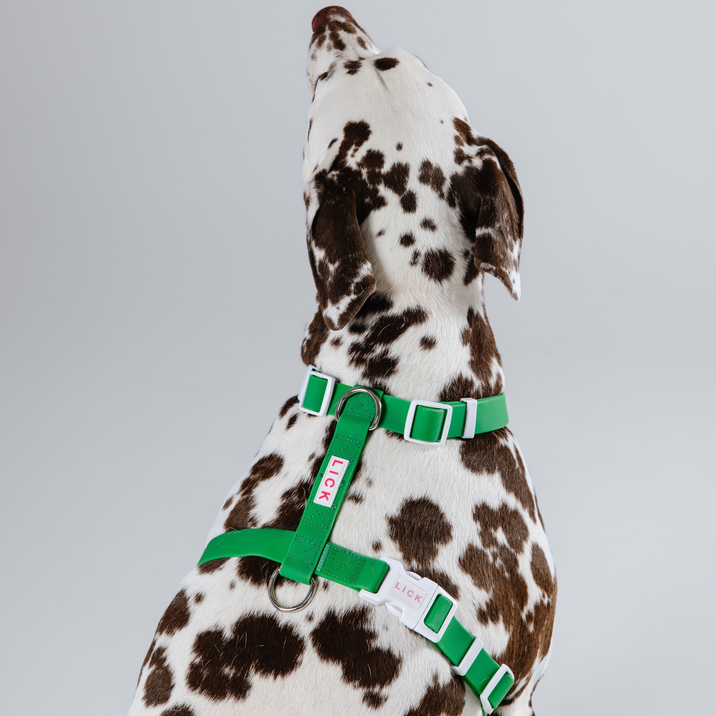 HARNESS – LICKco