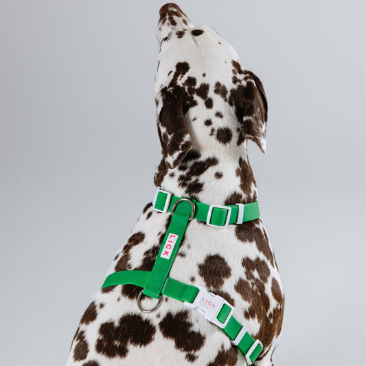 FETCH LIFESTYLE HARNESS