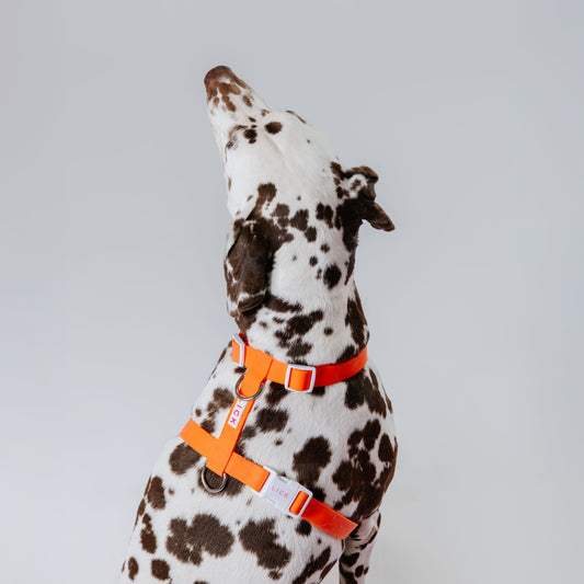 GOLDEN HOUR LIFESTYLE HARNESS - LICKco