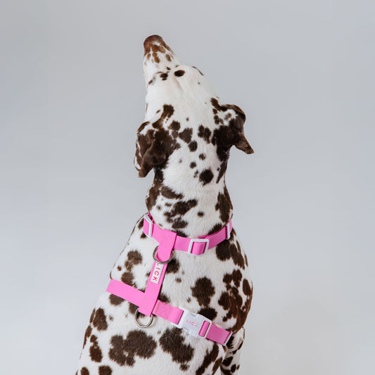 LICK LIFESTYLE HARNESS - LICKco