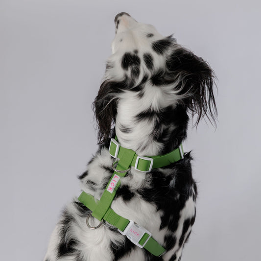 MATCHA LIFESTYLE HARNESS