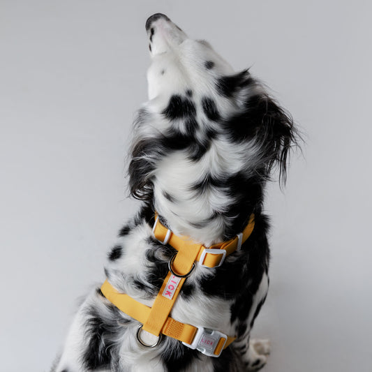 MUSTARD YELLOW LIFESTYLE HARNESS