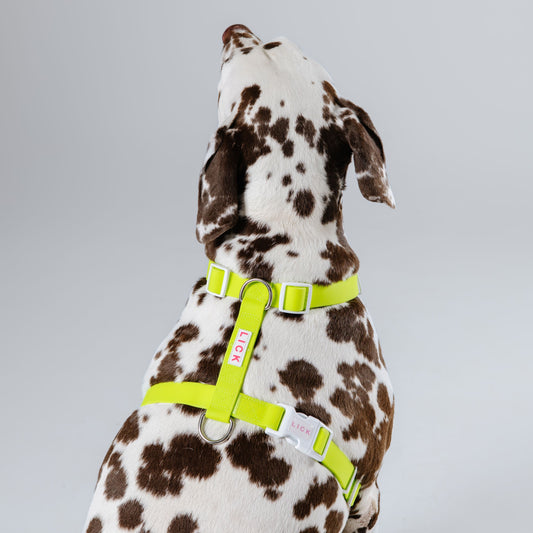 TENNIS BALL GREEN LIFESTYLE HARNESS
